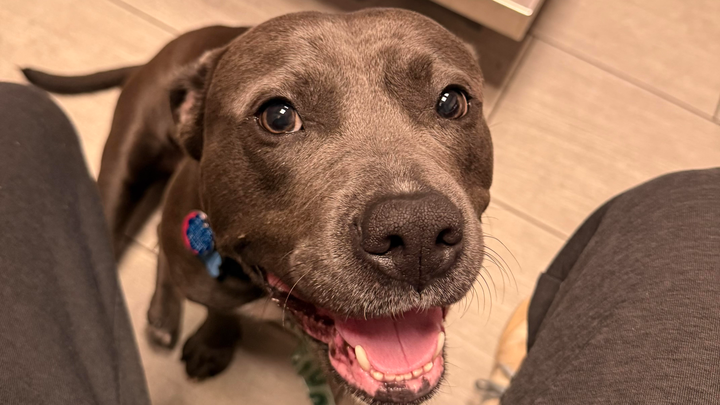 Help Zelda Get the Surgery She Deserves campaign photo, 1 of 8