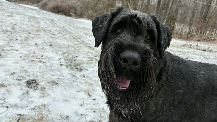 Axel the Giant Schnauzer campaign photo, 1 of 5