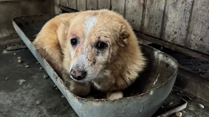Hunde Tötungsstation Hilfe (Tierarzt, Kastrationen)