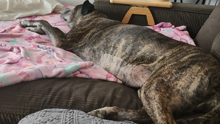 Help Save Lucy—My Best Friend Needs Emergency Care campaign photo, 1 of 8