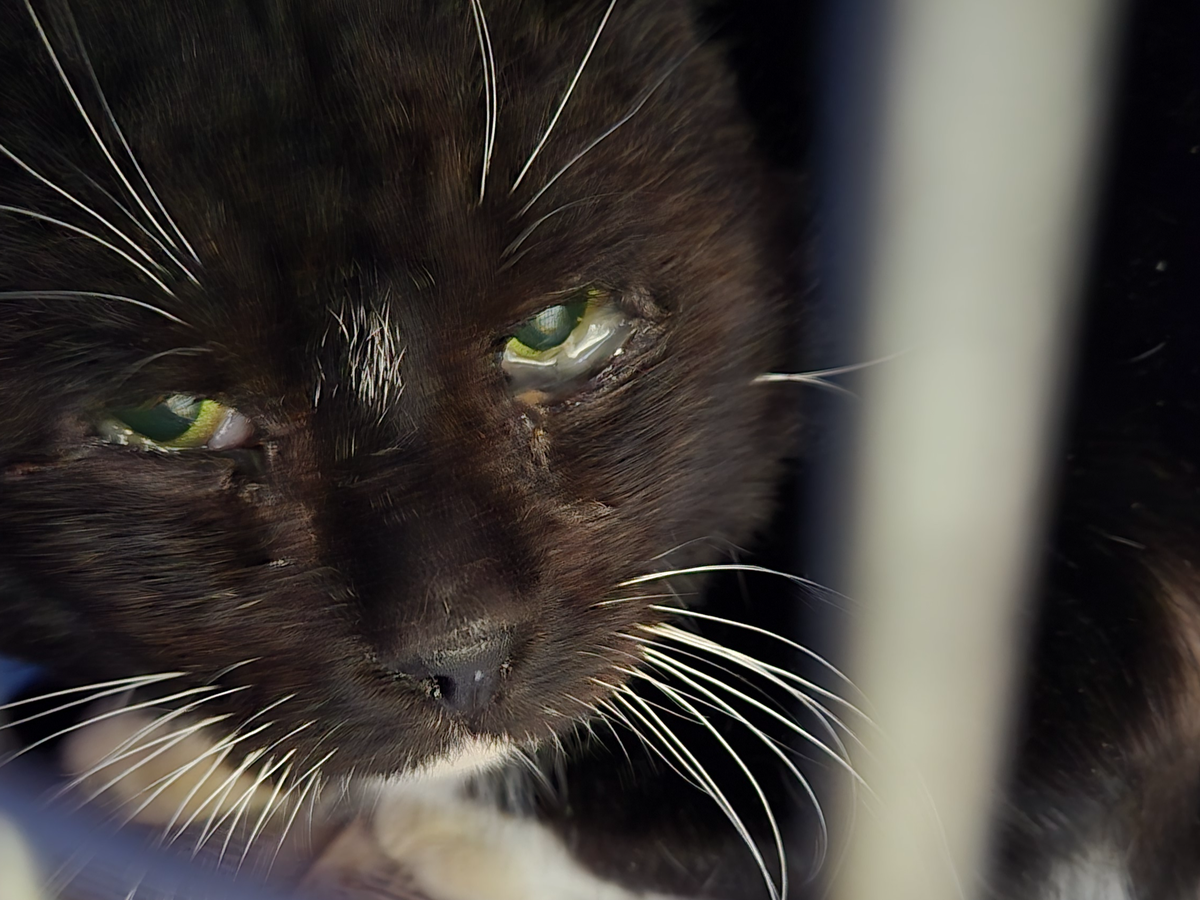 Fundraiser by Catherine Paszkowska : Help Waffles the Cat Get