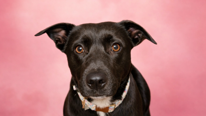 Help Save Sissy: Heartworm Treatment Needed campaign photo, 1 of 8