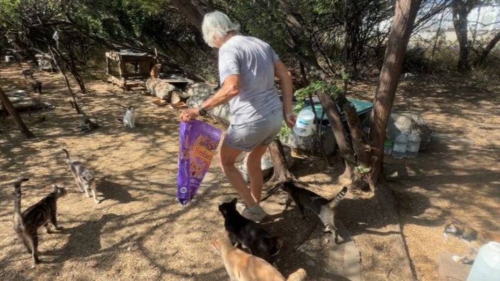Help Oahu's Cat Feeders campaign photo, 1 of 6