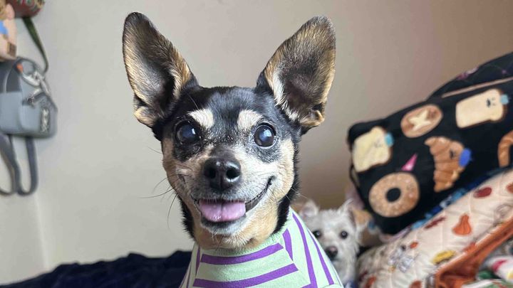 Help with Mini’s ongoing veterinary care campaign photo, 1 of 6
