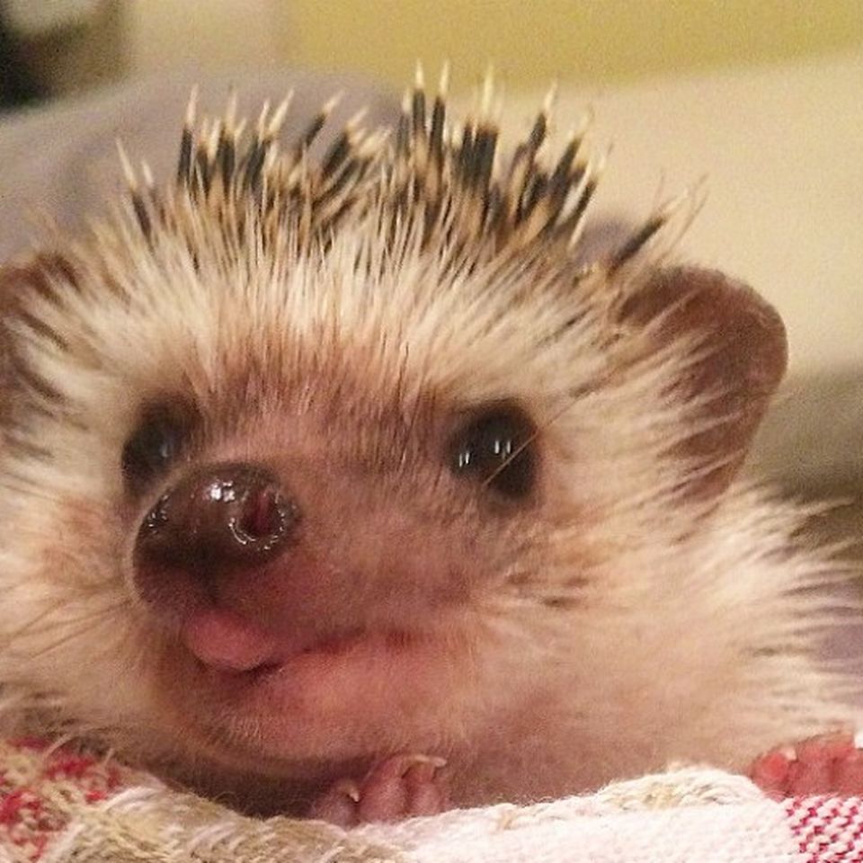 Hedgehog mouth tumor