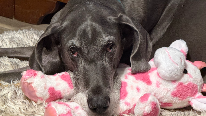 Help Honor Lady Eleanor’s Final Journey campaign photo, 1 of 3