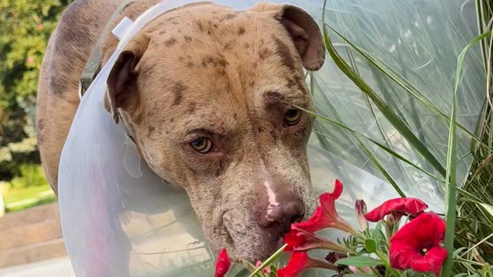 Help Support Ranger’s Healing After Tragic Shooting campaign photo, 1 of 8