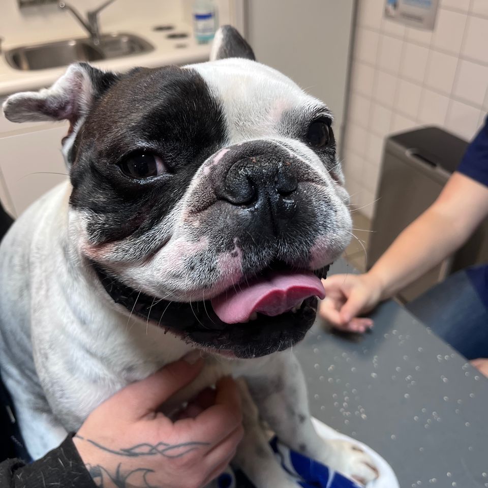 IK MIS EEN NEGER, OF TWEE – Ton Westphal + No Nonsense ++, image size:960x960