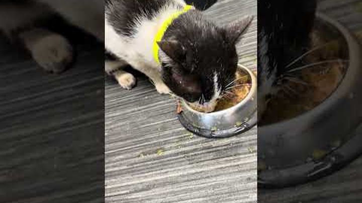 Help us save simba video thumbnail, 1 of 4