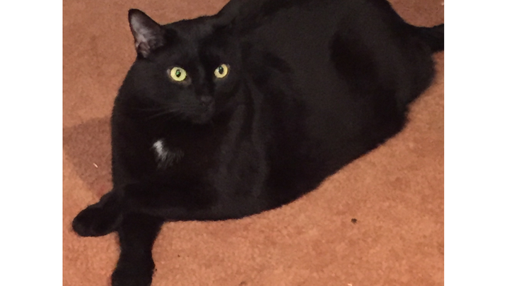 Healing for Lamont: Help with Vet Bills campaign photo, 1 of 7