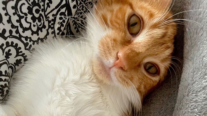 Help Fund Nugget’s Hospitalization for his Bladder Block campaign photo, 1 of 8
