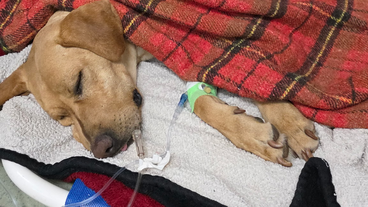 Help Rocky the RESCUE DOG campaign photo, 1 of 6