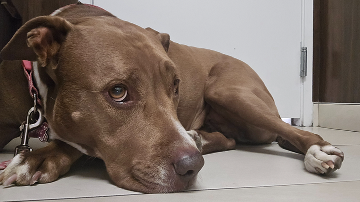 Save Maisie: Urgent Surgery Needed campaign photo, 1 of 7