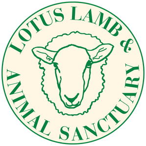 Lotus Lamb & Animal Sanctuary