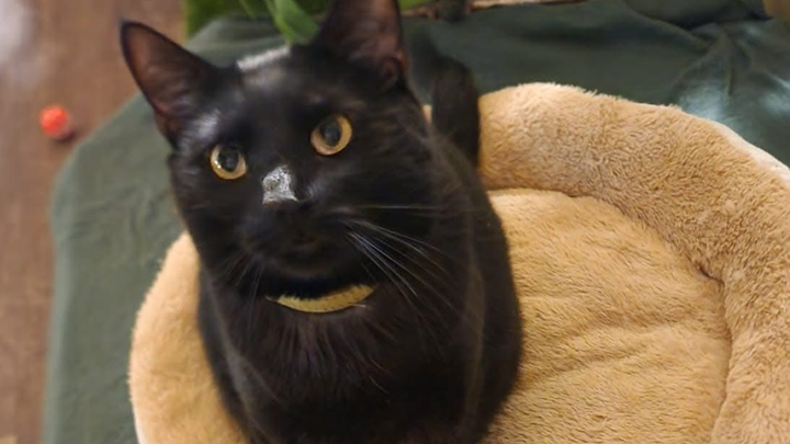 Save Jazzy’s Life: Urgent Funds Needed campaign photo, 1 of 3