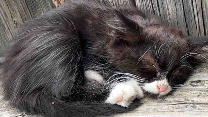 Help Marshmallow Heal from Severe Stomatitis campaign photo, 1 of 6
