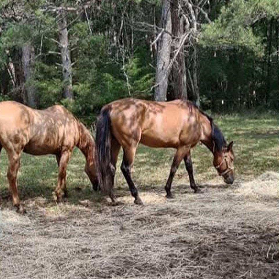 Help Ivy & Her Animals Stay Warm & Fed