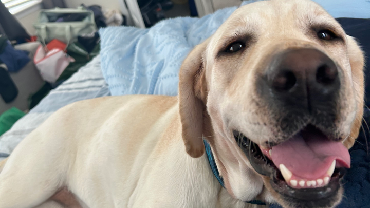 Help Save Coral — Our Sweet Girl Needs Emergency Care campaign photo, 1 of 3