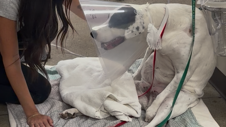 Help Rosie Walk Again After IVDD Surgery campaign photo, 1 of 8