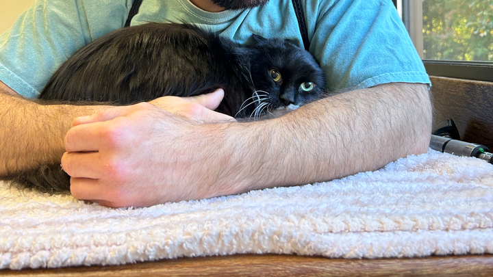 Help Miso Live Pain-Free: Dental Surgery Fund campaign photo, 1 of 7