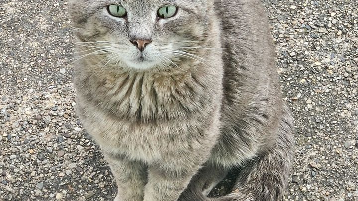 Help The Food Lady create a catio and cat sanctuary! campaign photo, 1 of 7