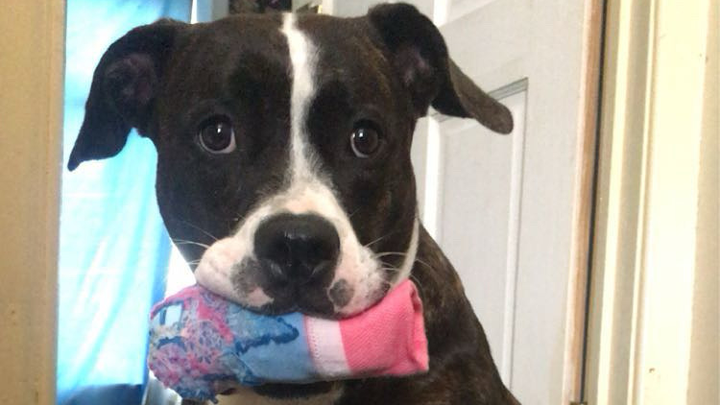 Help aurora get life saving surgery campaign photo, 1 of 3