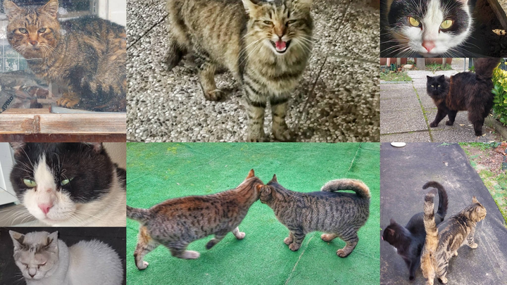 Foto della campagna La Colonia dei Mici Marittimi ha bisogno del tuo aiuto!, 1 di 7