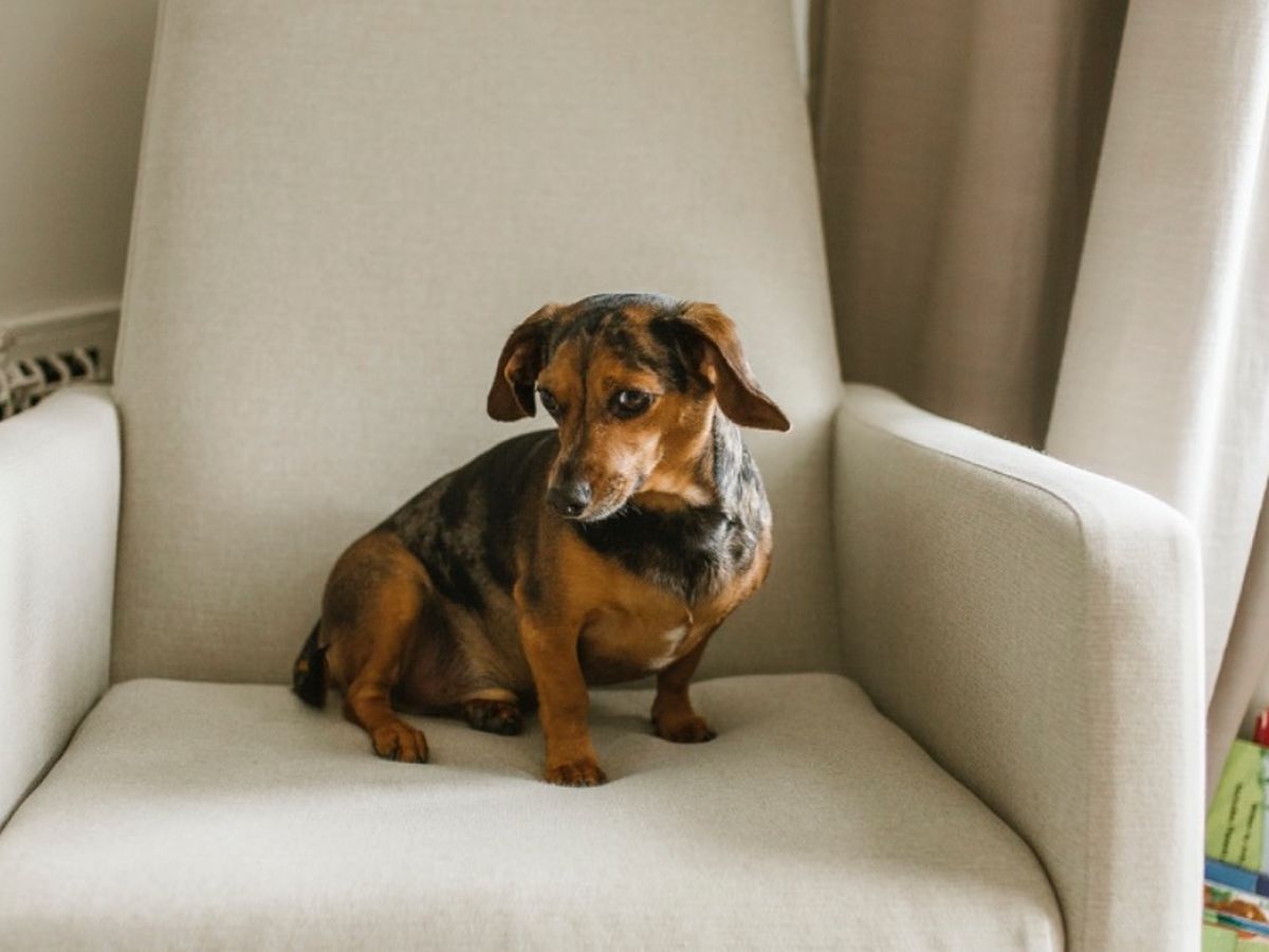 Help Frankie Walk Again! campaign photo, 1 of 2