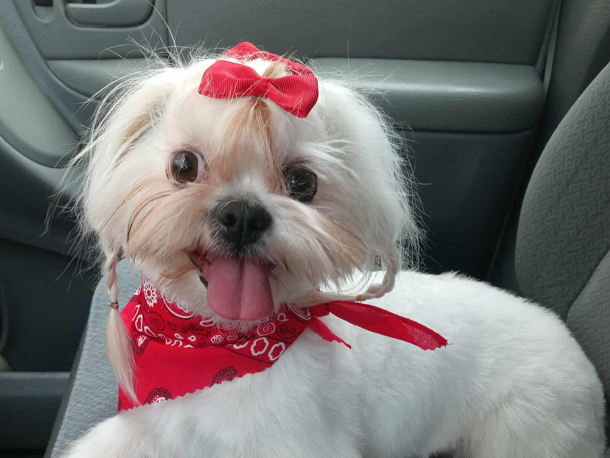 Help Bring Minnie Home campaign photo, 1 of 5