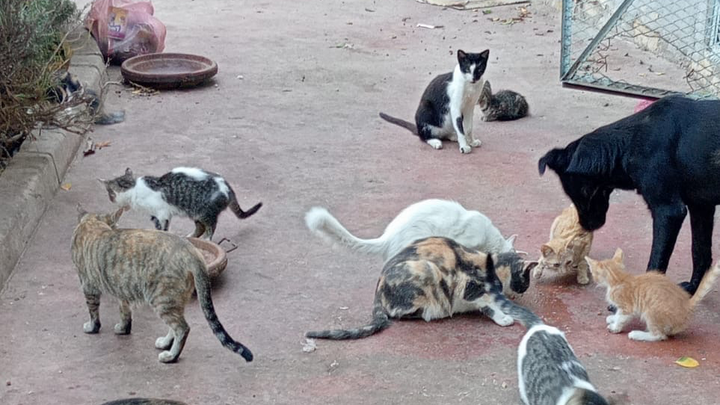 Aidons les chats et chiens errants au Maroc campaign photo, 1 of 6
