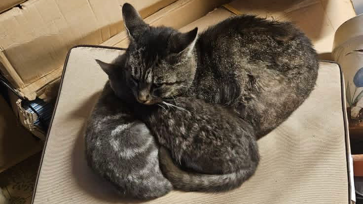 Medical Care for Carol’s Rescued Cats and Kittens campaign photo, 1 of 3