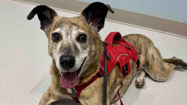 Help Lindsey and Charlie— Surgery for a Beloved Best Girl campaign photo, 1 of 8