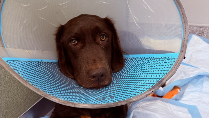 Help Save Jupiter: Emergency Vet Costs campaign photo, 1 of 5