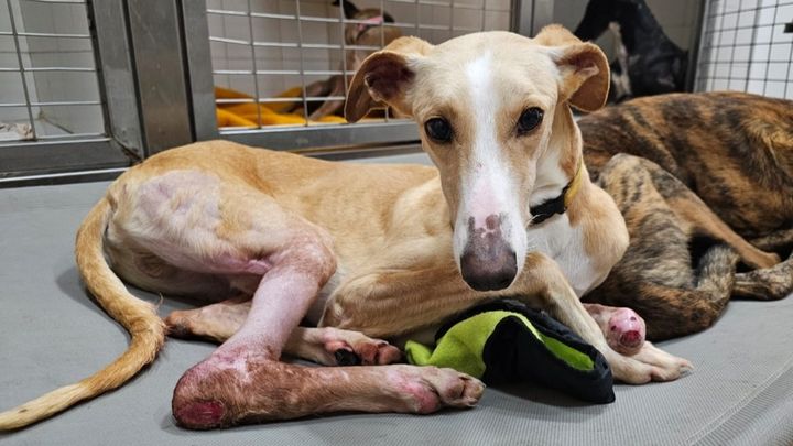 Project Galgo Crisis campaign photo, 1 of 3