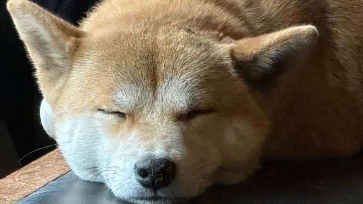 Help Yumi Get Back on All Four Paws campaign photo, 1 of 8