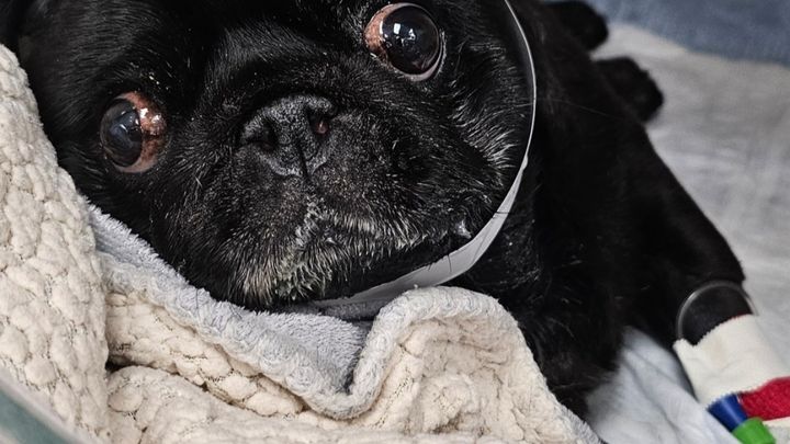 Fundraiser by PAMELA INGLES : Help Pam's Pug Get Critical MRI and ...