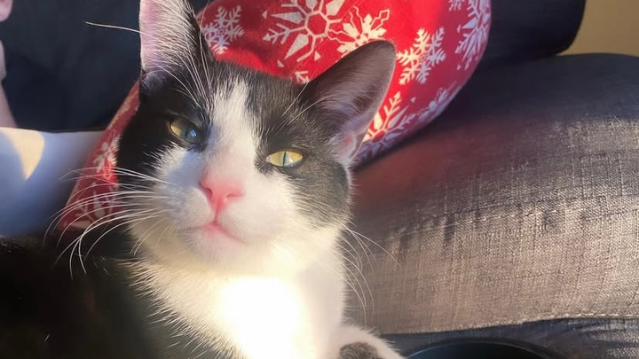 Please help our precious Walter campaign photo, 1 of 3
