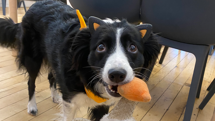SAVE RIVER. Support Needed For Dogs Cancer Fight. campaign photo, 1 of 8