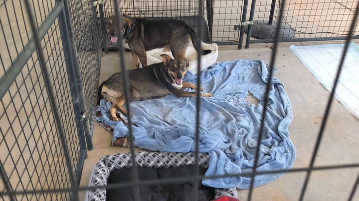 Help Little Bit & Stray Dogs Get Medical Care campaign photo, 1 of 3