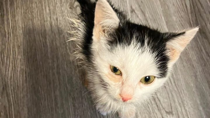 Kampagnen-Foto für FIP erkrankte Kitten, 1 von 5