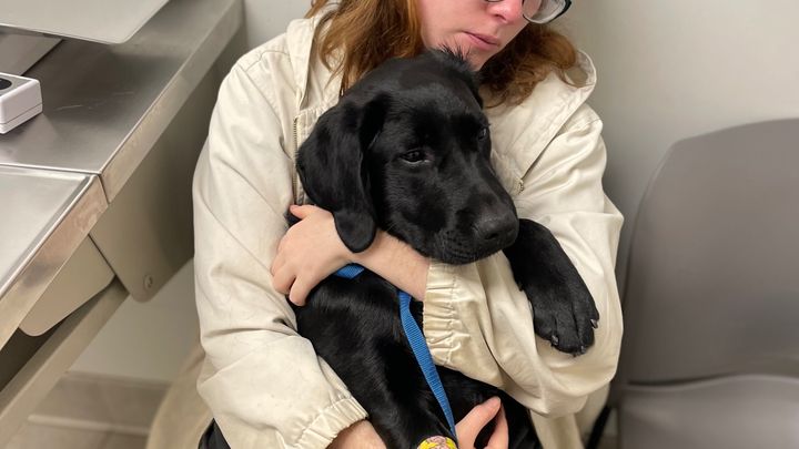 fundraiser-by-cheyanne-smith-dutch-s-kidney-treatment