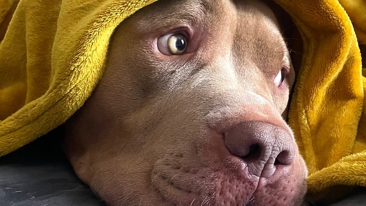 Help to save Tyson