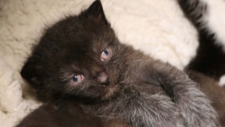 Little Pink Eyes Kitten campaign photo, 1 of 8