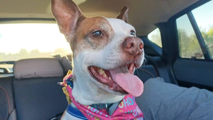 Help Amber get Surgery campaign photo, 1 of 7