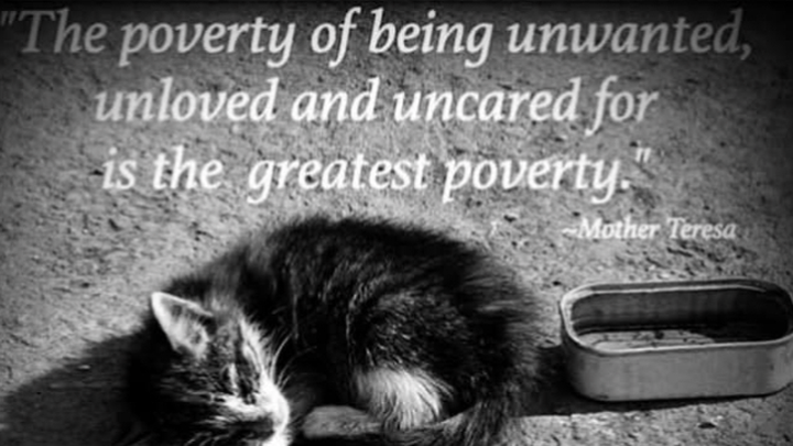 Warm Homes for Strays: Support HAF campaign photo, 1 of 8