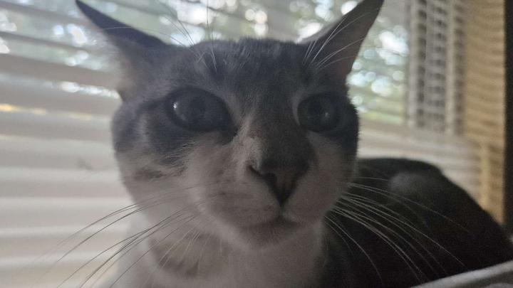 My Cat Needs Amputation (Freak's Freak Accident) campaign photo, 1 of 8