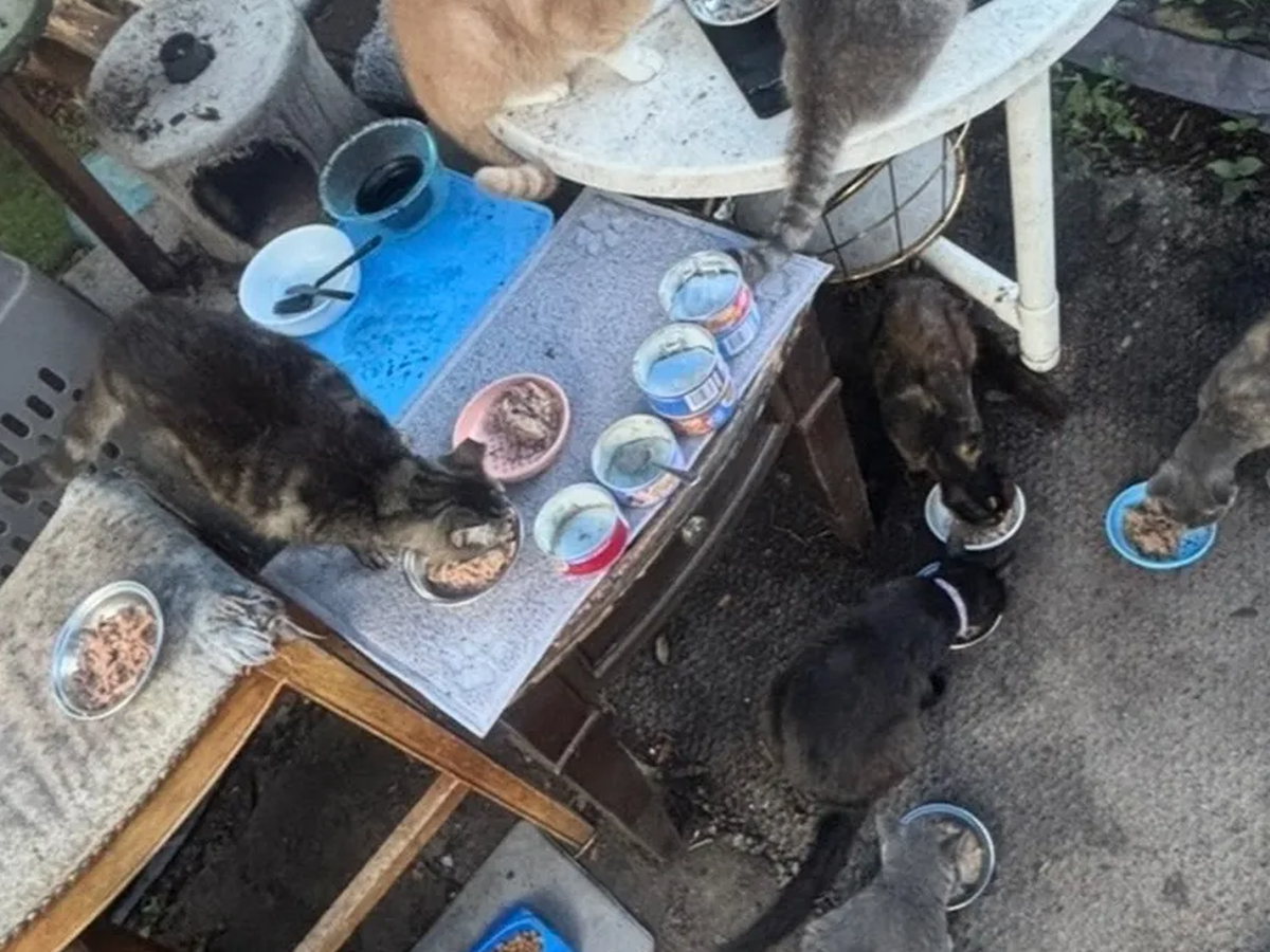 Fundraiser by Nick Foster : Support Tampa's Cat Sanctuary During