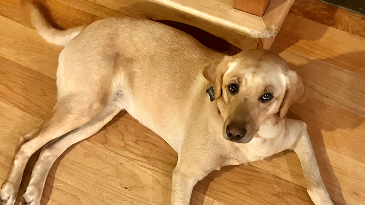 Help Sammi Get Life-Saving Surgery campaign photo, 1 of 4