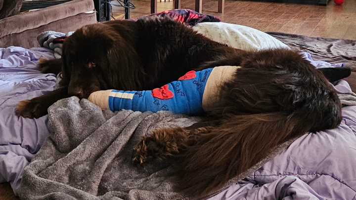 Help Hercules Get the Surgery He Needs campaign photo, 1 of 7