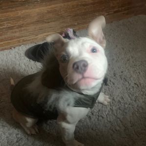Lequeita  HOLLIMAN 
